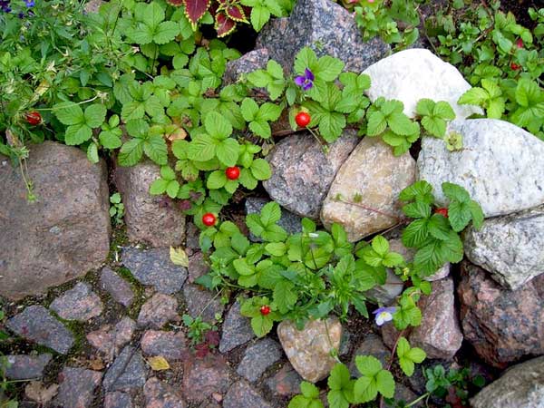 Мастер класс по изготовлению альпийской горки